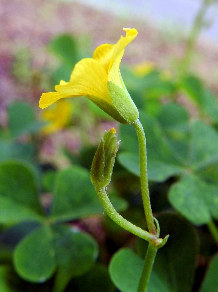 Oxalis sp. da determinare
